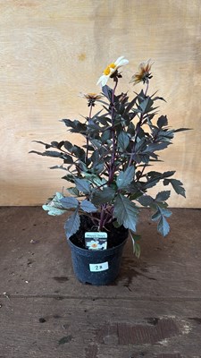 Lot 1028 - Dahlia - Happy days White