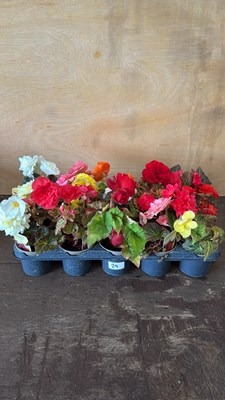 Lot 1029 - Tray of 15 nonstop Begonias