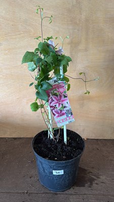 Lot 1030 - Clematis - Compact and easy Pink striped