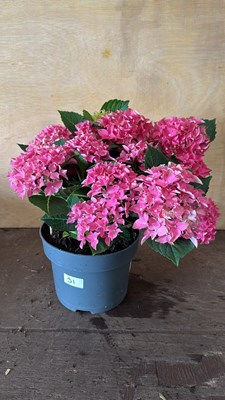 Lot 1031 - Pink Hydrangea