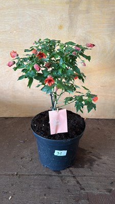 Lot 1032 - Patio Abutilon