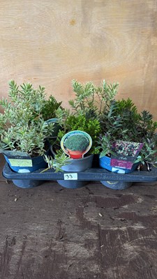 Lot 1033 - Tray of 6 mixed Hebes