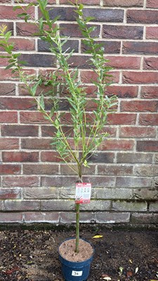 Lot 1034 - Salix Flamingo