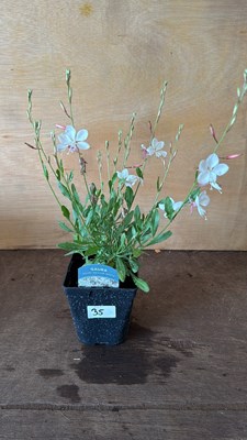 Lot 1035 - Gaura - White