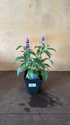 Lot 1036 - Salvia - Blue