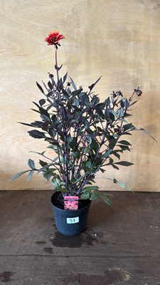 Lot 1037 - Dahlia - Happy days Orange Red