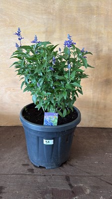 Lot 1038 - Large well established Salvia - Deep Ocean