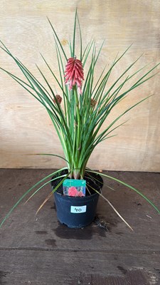 Lot 1040 - Red Hot Poker