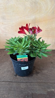 Lot 1041 - Alstroemeria - Doba