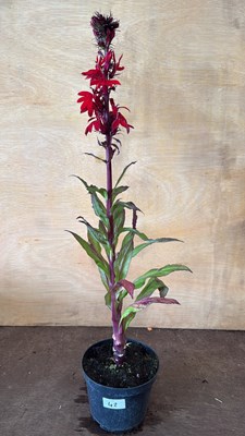 Lot 1042 - Hardy Lobelia