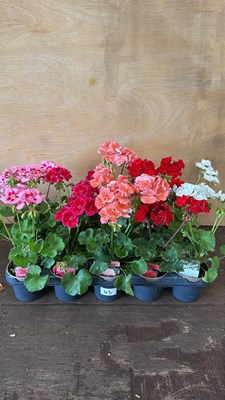 Lot 1043 - Tray of 15 mixed Geraniums