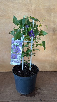 Lot 1044 - Clematis - Compact and easy Blue