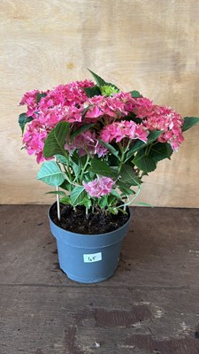 Lot 1045 - Pink Hydrangea
