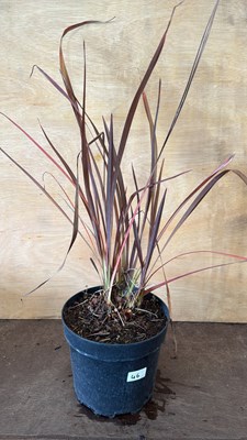 Lot 1046 - Phormium - ‘Amazing Red’