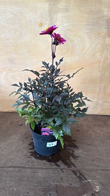 Lot 1047 - Dahlia - Happy Days Purple