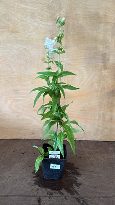 Lot 1048 - Penstemon - Apple blossom
