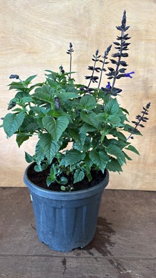 Lot 1049 - Large and well Established Salvia - Dark blue