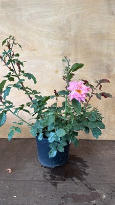 Lot 1050 - Rose- Matchmaker
