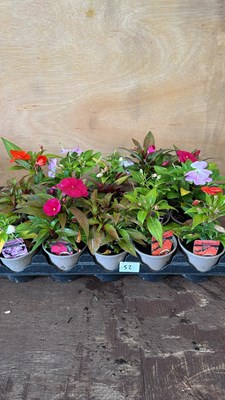 Lot 1052 - Tray of 15 mixed New Guineas