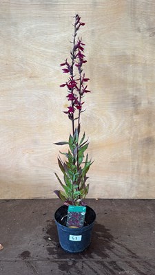 Lot 1053 - Hardy Lobelia - Fanship Burgundy