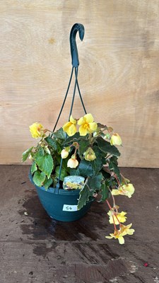 Lot 1054 - Lemon Begonia hanging pot