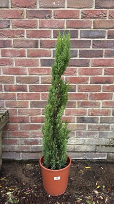 Lot 1055 - Italian Cypress
