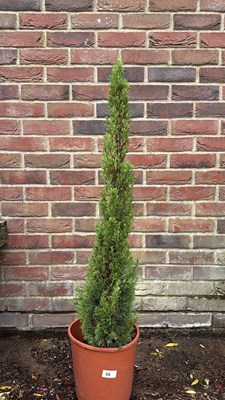 Lot 1056 - Italian Cypress