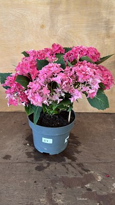 Lot 1057 - Pink Hydrangea