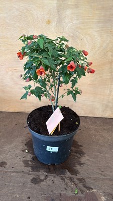 Lot 1058 - Patio Abutilon