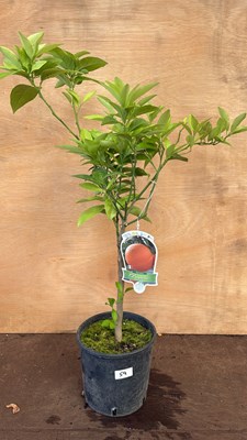 Lot 1059 - Patio Orange tree