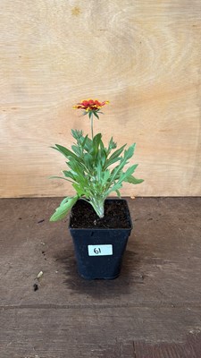 Lot 1061 - Arizona Sun