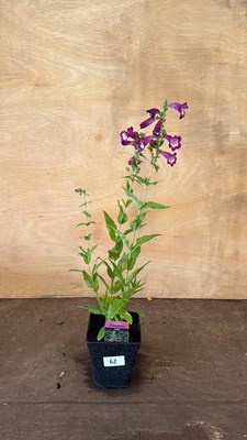 Lot 1062 - Penstemon - Partybells Violet