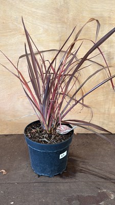 Lot 1063 - Phormium - Amazing Red