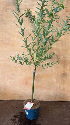 Lot 1064 - Salix Flamingo
