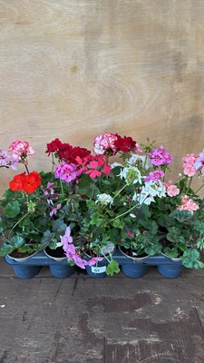 Lot 1065 - Tray of 15 mixed Geraniums