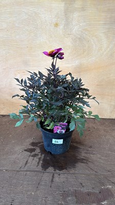 Lot 1066 - Dahlia - Happy days Purple