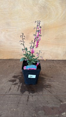 Lot 1067 - Phygelius - New Zealand Fuchsia
