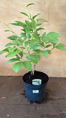 Lot 1068 - Peony - Jan Van Leeuwen