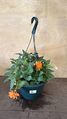 Lot 1069 - Apricot Begonia hanging pot