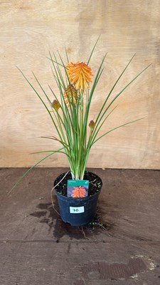 Lot 1070 - Red hot poker - Orange