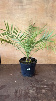 Lot 1071 - Hardy Canary palm
