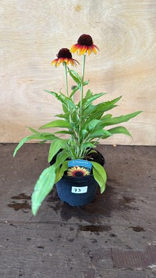 Lot 1073 - Echinacea - Sombrero special halo yellow red