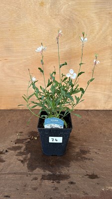 Lot 1074 - Gaura - white