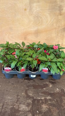 Lot 1075 - Tray of 15 mixed New Guineas