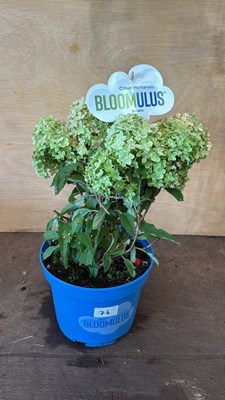 Lot 1076 - Hydrangea