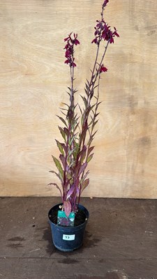 Lot 1077 - Hardy Lobelia - Fanship burgundy