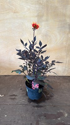 Lot 1078 - Dahlia - Happy days Orange Red