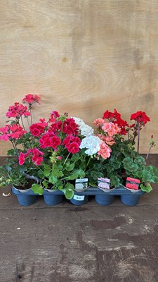 Lot 1080 - Tray of 15 mixed Geraniums