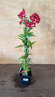 Lot 1081 - Penstemon - Partybells Red