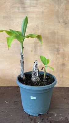 Lot 1082 - Hardy Banana